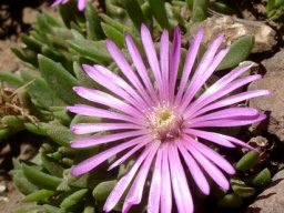 Delosperma obtusum leaves